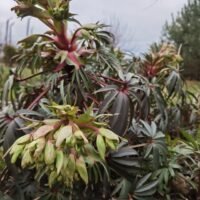 Helleborum foetidus ‘Wester Flisk’