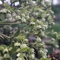 Helleborum foetidus ‘Wester Flisk’