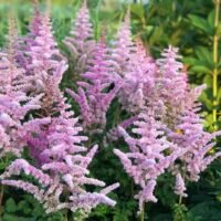 Astilbe ‘Moerheim Glory’