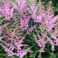 Astilbe ‘Moerheim Glory’