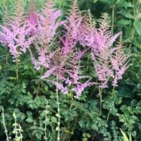 Astilbe ‘Moerheim Glory’