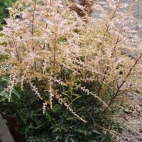 Astilbe ‘Sprite’