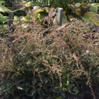 Astilbe ‘Sprite’
