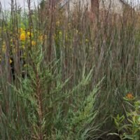 Schizachyrium scoparium ‘Red Frost’