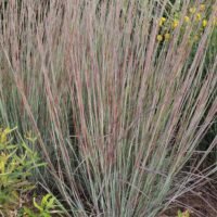Schizachyrium scoparium ‘Red Frost’