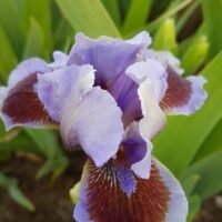 Iris ‘Island’