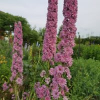 Delphinium highlander ‘Flamenco’