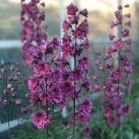 Delphinium highlander ‘Flamenco’