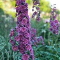 Delphinium highlander ‘Flamenco’