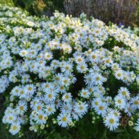 Aster ageratoides ‘Starshine’