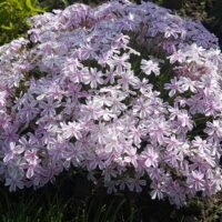 Phlox subulata ’Candy Stripe’