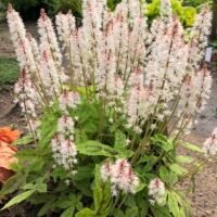 Tiarella ‘Spring Symphony’