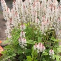 Tiarella ‘Spring Symphony’