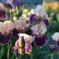 Iris ‘Pu Abu’