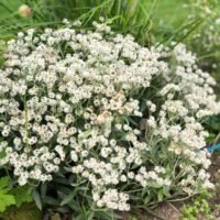 Anaphalis ‘Sommerschnee’