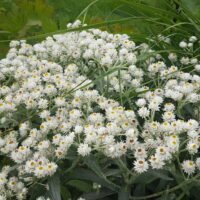 Anaphalis ‘Sommerschnee’