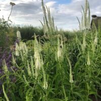 Veronica longifolia Nr. 2