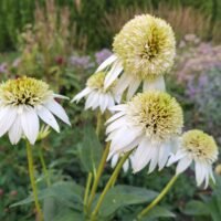 Echinacea ‘Milkshake’