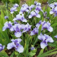 Iris ‘Blend of Blue’