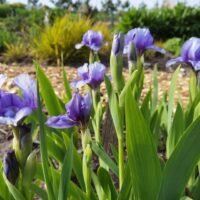 Iris ‘Blend of Blue’