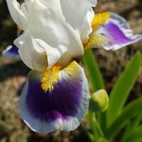 Iris ‘Mikey Likes It’