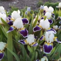 Iris ‘Mikey Likes It’