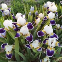 Iris ‘Mikey Likes It’