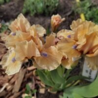 Iris ‘Plainsong’