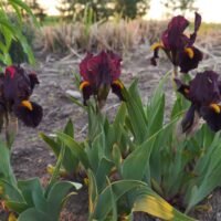 Iris ‘Reward’