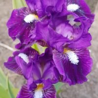 Iris ‘Wise’