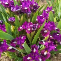 Iris ‘Wise’