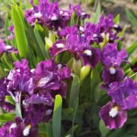 Iris ‘Wise’