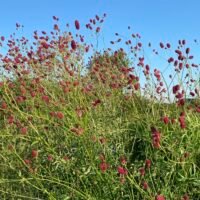 Sanguisorba officinalis ‘Arnhem’