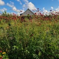 Sanguisorba officinalis ‘Arnhem’