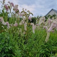 Sanguisorba hakusanensis