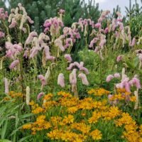 Sanguisorba hakusanensis