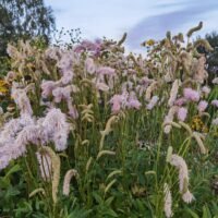 Sanguisorba hakusanensis