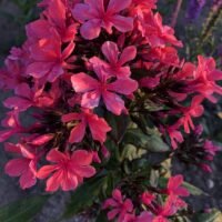 Phlox ‘Cleopatra’