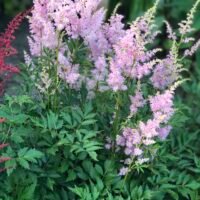 Astilbe ‘Gloria Purpurea’