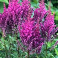 Astilbe ‘Maggie Daley’