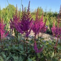 Astilbe ‘Maggie Daley’
