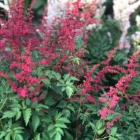 Astilbe ‘Spinell’