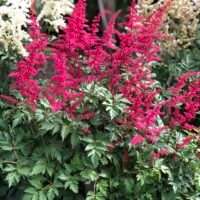 Astilbe ‘Spinell’