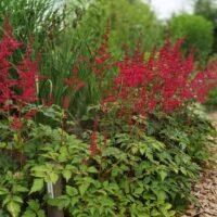 Astilbe ‘Spinell’
