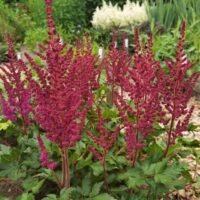 Astilbe ‘Visions in Red’