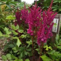 Astilbe ‘Visions in Red’