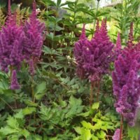 Astilbe ‘Visions in Red’