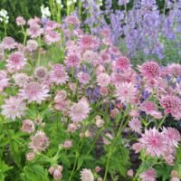 Astrantia ‘Pink Pride’