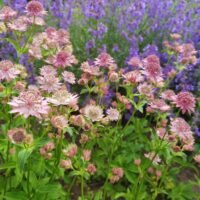 Astrantia ‘Pink Pride’