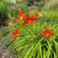 Daylily (=Hemerocallis) ‘Fulva Kwaso’